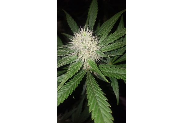 Lemon Power Haze (Zamnesia Seeds) feminizovaná