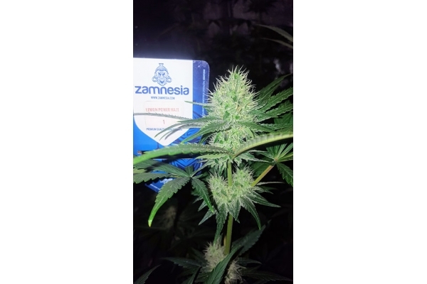 Lemon Power Haze (Zamnesia Seeds) feminizovaná