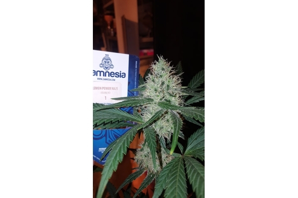 Lemon Power Haze (Zamnesia Seeds) feminizovaná