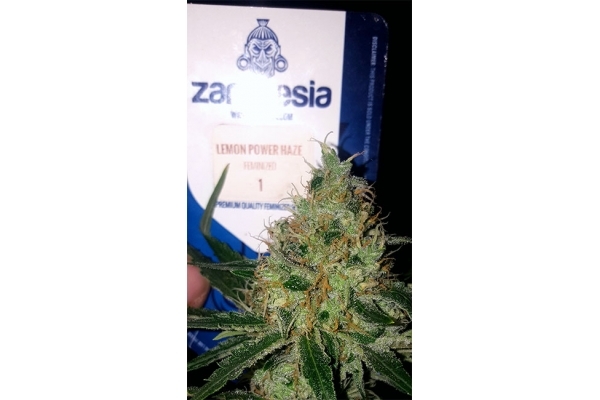 Lemon Power Haze (Zamnesia Seeds) feminizovaná