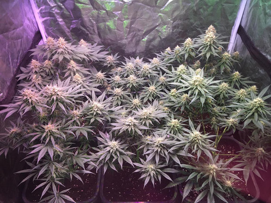 Lemon Power Haze (Zamnesia Seeds) feminizovaná