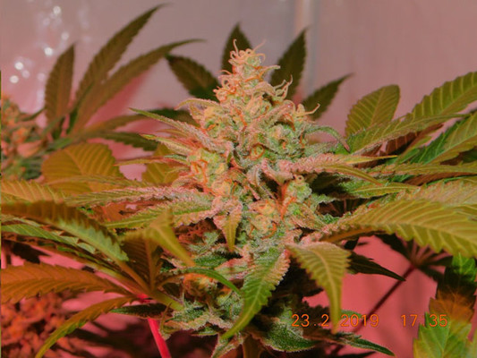 Lemon Power Haze (Zamnesia Seeds) feminizovaná