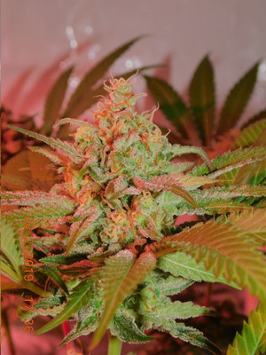 Lemon Power Haze (Zamnesia Seeds) feminizovaná