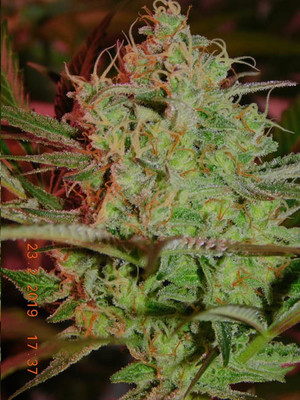 Lemon Power Haze (Zamnesia Seeds) feminizovaná