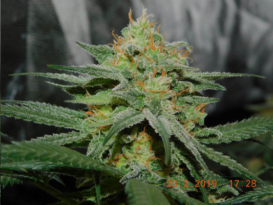 Lemon Power Haze (Zamnesia Seeds) feminizovaná