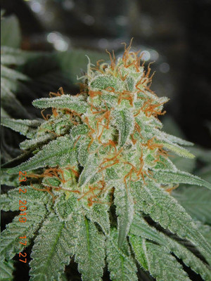 Lemon Power Haze (Zamnesia Seeds) feminizovaná