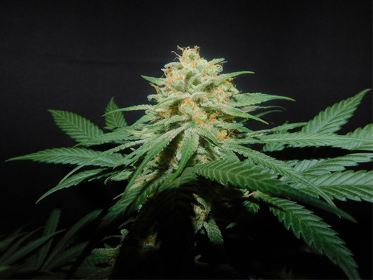 Lemon Power Haze (Zamnesia Seeds) feminizovaná