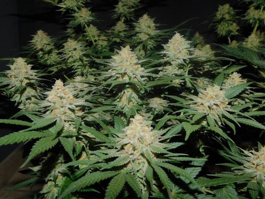 Lemon Power Haze (Zamnesia Seeds) feminizovaná