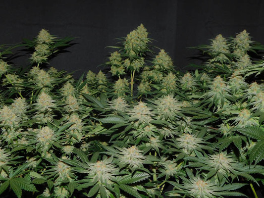Lemon Power Haze (Zamnesia Seeds) feminizovaná