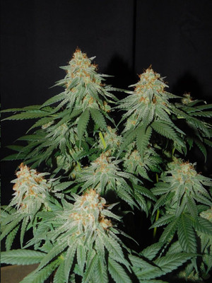 Lemon Power Haze (Zamnesia Seeds) feminizovaná