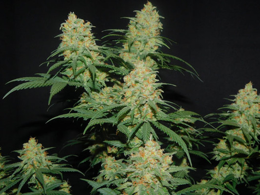 Lemon Power Haze (Zamnesia Seeds) feminizovaná