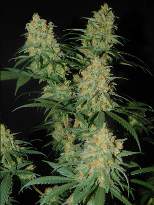 Lemon Power Haze (Zamnesia Seeds) feminizovaná