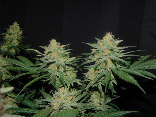 Lemon Power Haze (Zamnesia Seeds) feminizovaná
