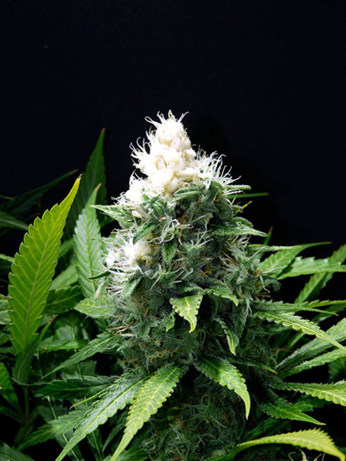Lemon Power Haze (Zamnesia Seeds) feminizovaná