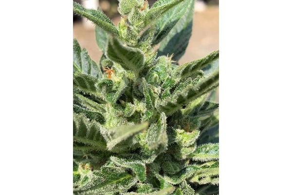 CBD Fix Samonakvétací (Zamnesia Seeds) Feminizovaná