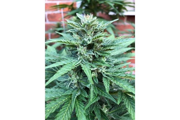 CBD Fix Samonakvétací (Zamnesia Seeds) Feminizovaná