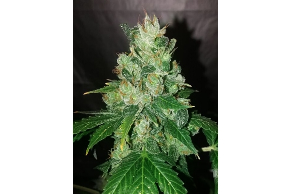 CBD Fix Samonakvétací (Zamnesia Seeds) Feminizovaná
