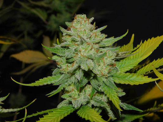 Gorilla #4 (BSB Genetics) feminizovaná