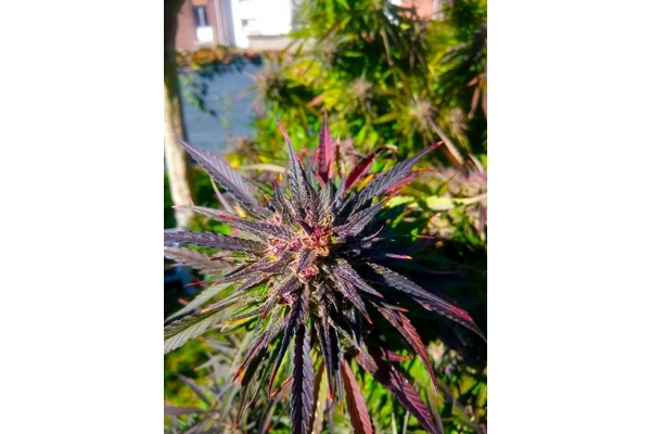 Blue Forest Berry (Growers Choice) feminizovaná