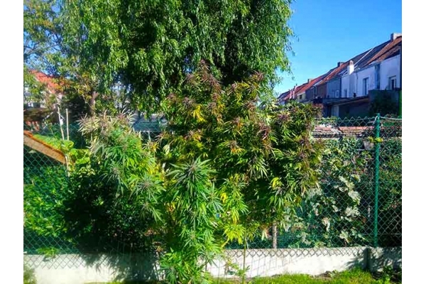 Blue Forest Berry (Growers Choice) feminizovaná