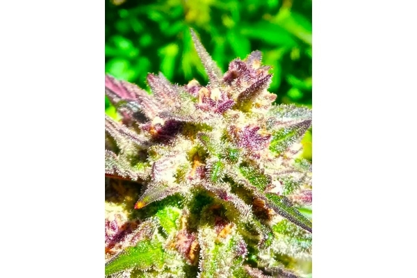 Blue Forest Berry (Growers Choice) feminizovaná