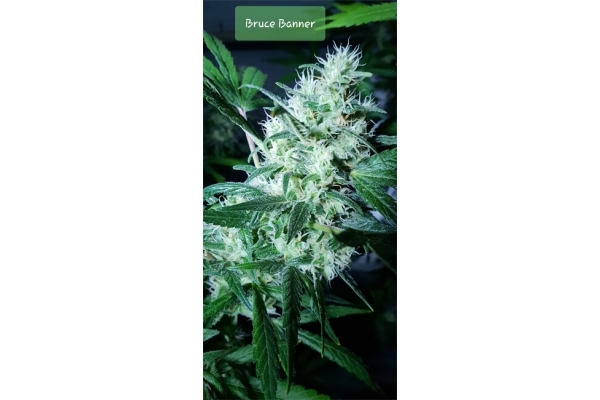Bruce Banner 3 (Zamnesia Seeds) feminizovaná