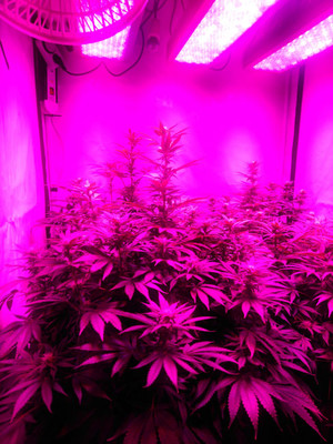 Bruce Banner 3 (Zamnesia Seeds) feminizovaná