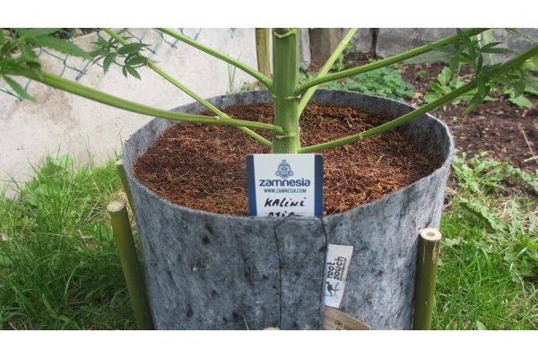 Kalini Asia (Zamnesia Seeds) feminizovaná