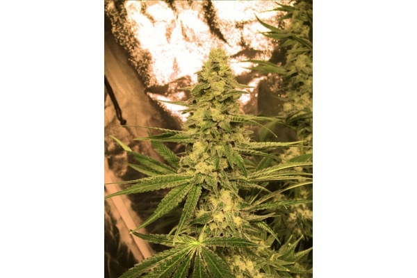 Larry Bird Kush (Zamnesia Seeds) feminizovaná