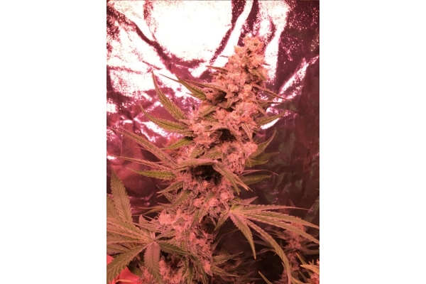 Larry Bird Kush (Zamnesia Seeds) feminizovaná