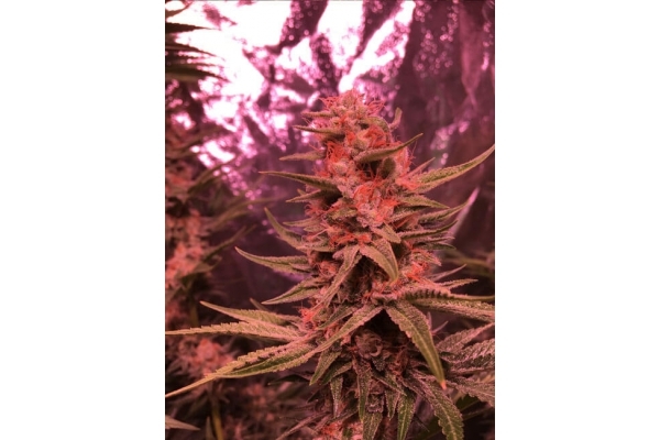 Larry Bird Kush (Zamnesia Seeds) feminizovaná