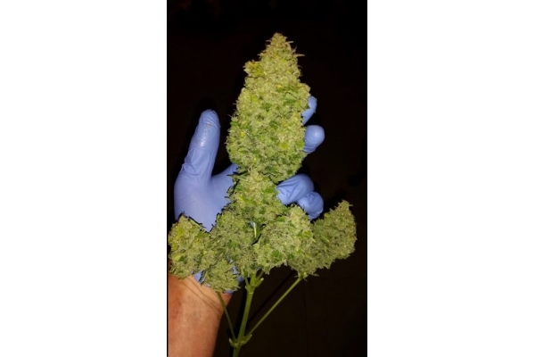 Larry Bird Kush (Zamnesia Seeds) feminizovaná