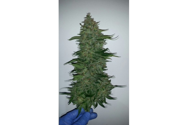 Larry Bird Kush (Zamnesia Seeds) feminizovaná