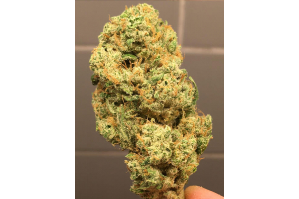 Larry Bird Kush (Zamnesia Seeds) feminizovaná