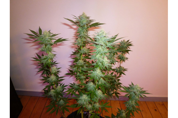Larry Bird Kush (Zamnesia Seeds) feminizovaná