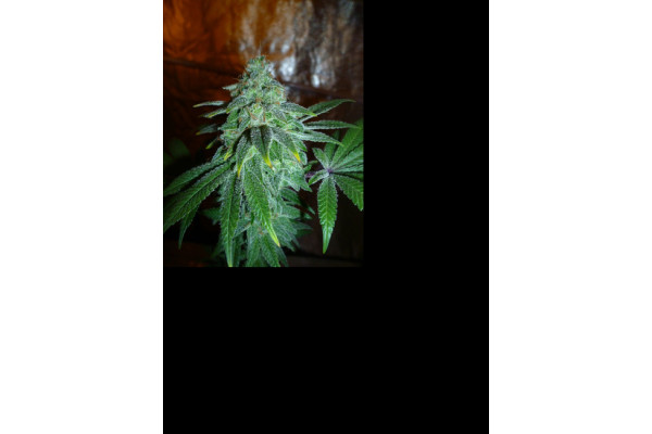 Larry Bird Kush (Zamnesia Seeds) feminizovaná