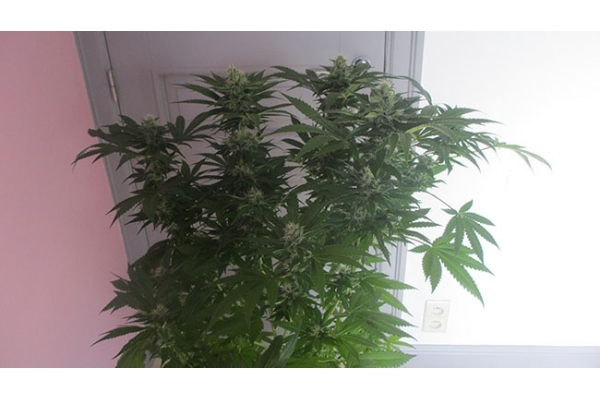 Sticky Beast (Zamnesia Seeds) feminizovaná