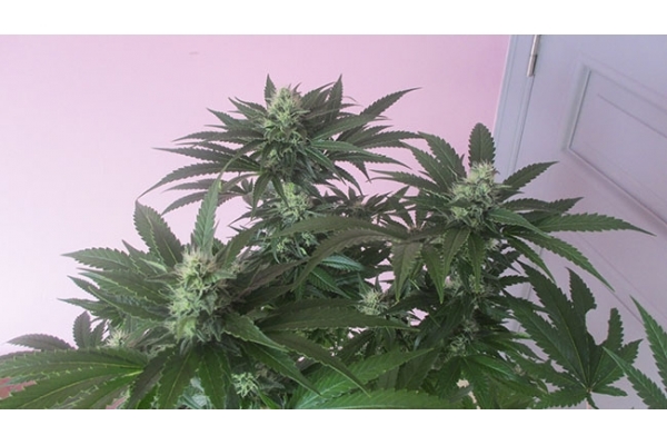 Sticky Beast (Zamnesia Seeds) feminizovaná
