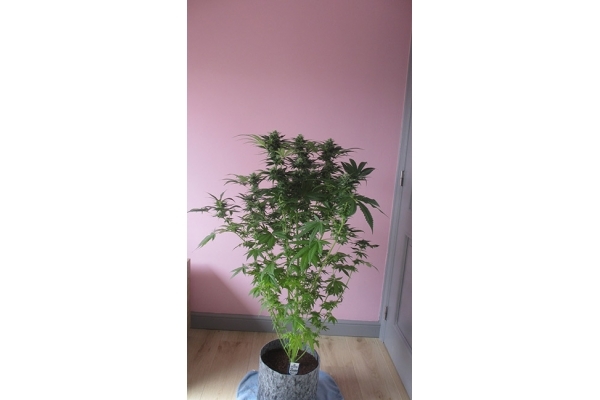 Sticky Beast (Zamnesia Seeds) feminizovaná