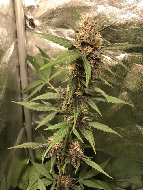 Auto Purple CousKush (Zamnesia Seeds) feminizovaná
