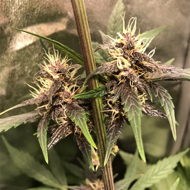 Auto Purple CousKush (Zamnesia Seeds) feminizovaná