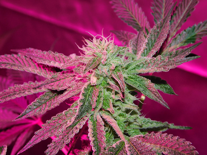 Gelato (Zamnesia Seeds) feminizovaná