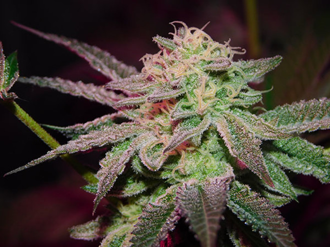 Gelato (Zamnesia Seeds) feminizovaná