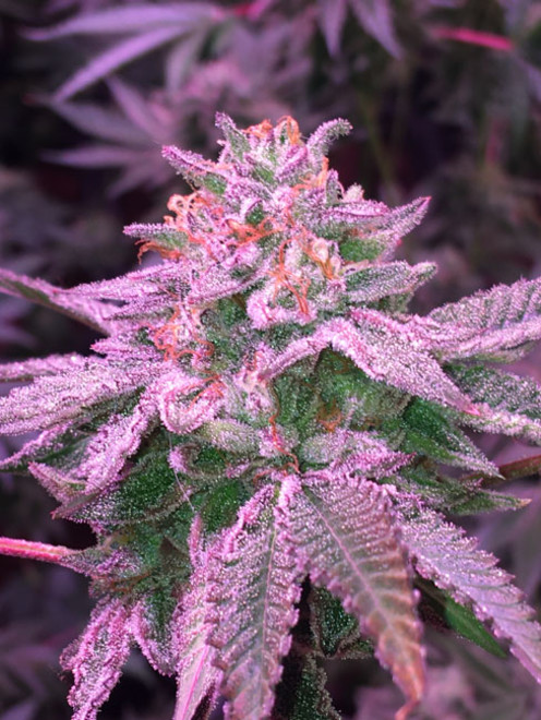 Gelato (Zamnesia Seeds) feminizovaná