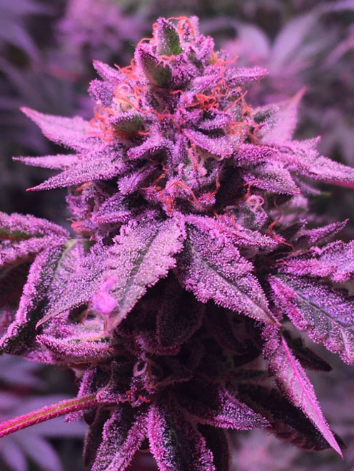 Gelato (Zamnesia Seeds) feminizovaná