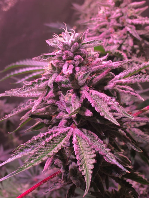 Gelato (Zamnesia Seeds) feminizovaná