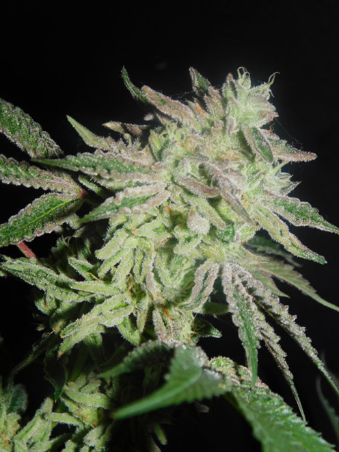 Gelato (Zamnesia Seeds) feminizovaná
