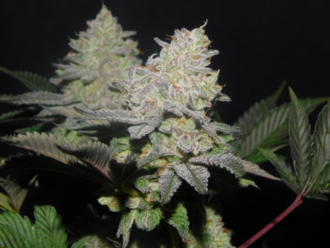 Gelato (Zamnesia Seeds) feminizovaná
