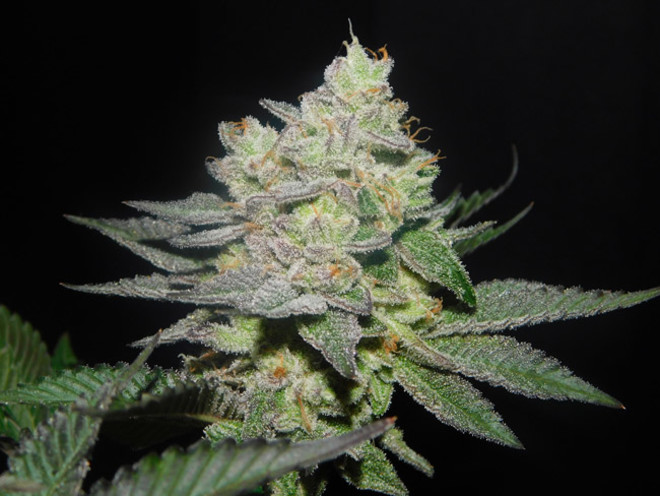 Gelato (Zamnesia Seeds) feminizovaná