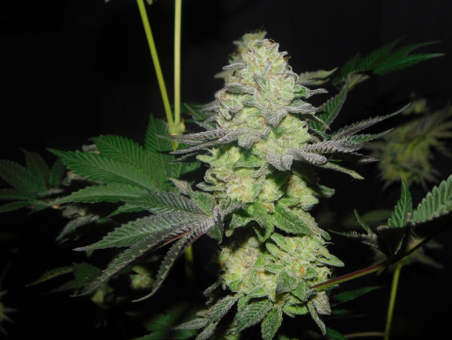 Gelato (Zamnesia Seeds) feminizovaná